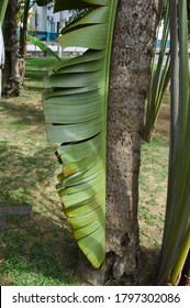 Fresh Green Tropical Banana Leaf At The Garden. A Torn Green Banana Leaf. Selective Focus.