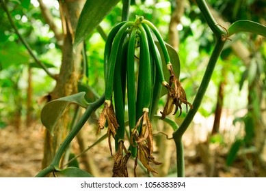 Fresh Green Vanilla Pods On Vanilla Plant