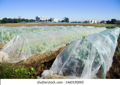 Fresh green vegetables covered by bug net, insect netting works well to protect the vegetables from pests