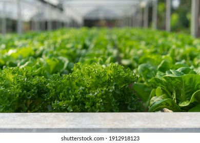 植物工場 の画像 写真素材 ベクター画像 Shutterstock