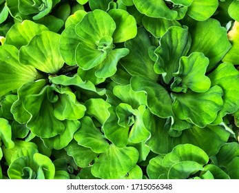 Fresh Green Water Lettuec (Pistia Stratiotes L.), Plants For Waste Water Nutrient Recovery.