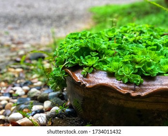 Fresh Green Water Lettuec (Pistia Stratiotes L.) In Clay Pot, Plants For Waste Water Nutrient Recovery.