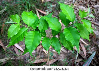 Monk Fruit High Res Stock Images Shutterstock