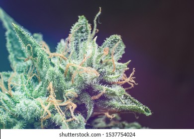 Fresh green weed In details. CBD THC in Pot. CBD THC in Pot. Marijuana bud close up. Macro trichomes cannabis. Indica flower. With light tinted