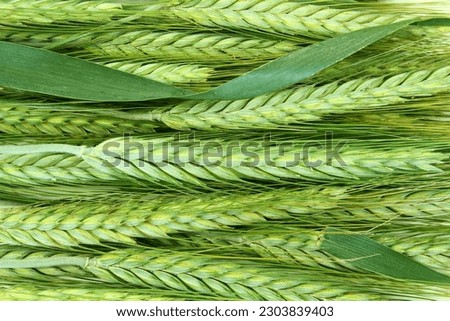 fresh Green wheat ears texture background