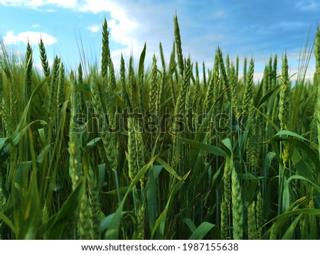 Similar – Image, Stock Photo wheat ears Field Wheat