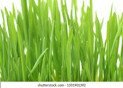 Fresh green wheat grass with drops dew, green background
