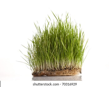 fresh green wheat patch isolated