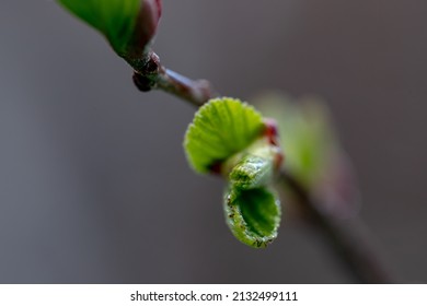 Fresh Green White Alder Sprout On Small Twig