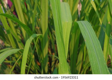 
Fresh Green Wild Lemongrass Leaves In The Afternoon