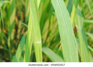 
Fresh Green Wild Lemongrass Leaves In The Afternoon