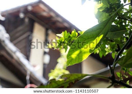 Fresh green and wooden building
