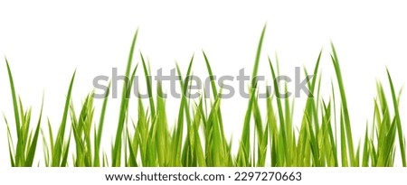 fresh green yellow grass blades in a row with selective blur isolated on white background, texture template overlay for floral decoration