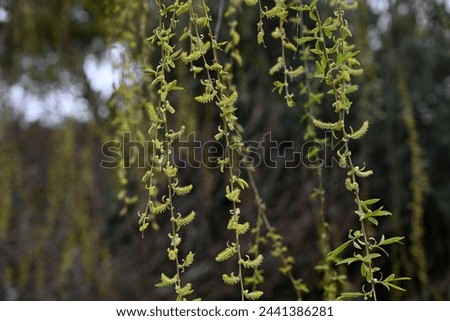 Fresh greenery and male flowers of Weeping Willow. Salicaceae Dioecious deciduous tree. Flowering period is from March to April.