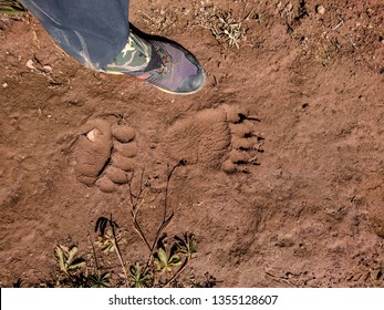 Fresh Grizzly Bear Tracks Prints In Mud Compared To Human Foot Size