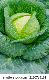 Fresh ground-cabbage close-up. Growing healthy vegetables. Head of cabbage in the garden. Organic cabbage from the farm
