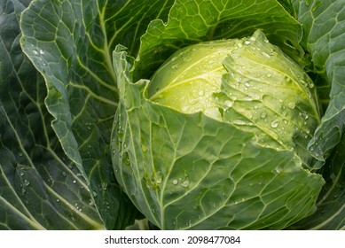 Fresh ground-cabbage close-up. Organic cabbage from the farm. Growing healthy vegetables. Head of cabbage. - Shutterstock ID 2098477084
