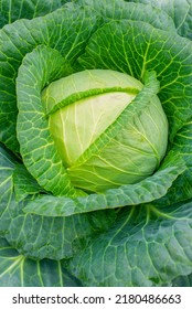Fresh ground-cabbage close-up. Organic cabbage from the farm. Head of cabbage. Growing healthy vegetables on the field - Shutterstock ID 2180486663