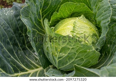 Fresh ground-cabbage close-up. Organic cabbage from the farm. Growing healthy vegetables. Head of cabbage.