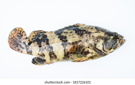 Tiger Grouper Images Stock Photos Vectors Shutterstock