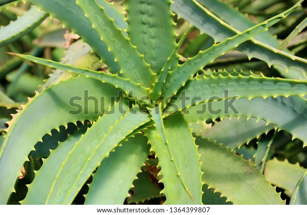 Fresh Growing Aloe Vera Plant Leaf Stock Photo Edit Now 1364399807