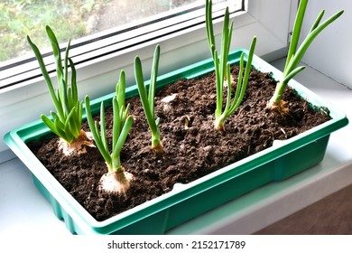 Fresh growing green onions in a green container for sprouting plants on windowsill. Fresh sprouts of green onion - Powered by Shutterstock