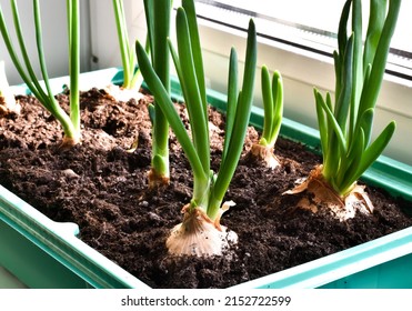 Fresh growing green onions in a green container for sprouting plants on windowsill. Fresh sprouts of green onion. Selective focus - Powered by Shutterstock