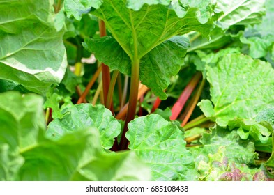 Fresh Growing Rhubarb