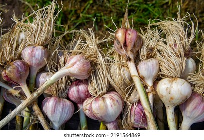 Fresh grown garlic. Agricultural products close-up photo - Shutterstock ID 2191564869