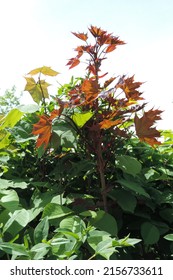 Fresh growth of Norway Maple tree leaves in orange, brown, green and maroon colors on a bright sky background