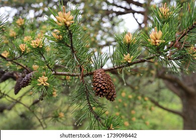 Fresh Growth On Virginia Pine Tree