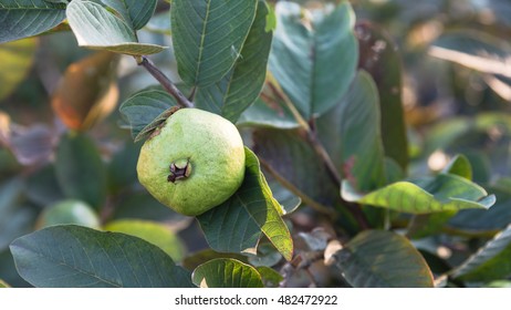 831 Guava Vietnam Images, Stock Photos & Vectors | Shutterstock