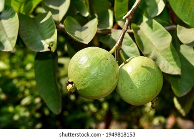 5,165 Guava farm Images, Stock Photos & Vectors | Shutterstock