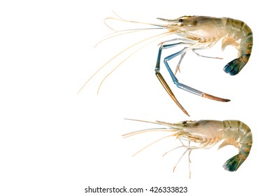 Fresh Gulf  Shrimp On White Background