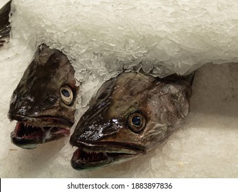 Fresh Hake In Palma Market Oliver