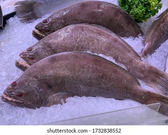 Fresh Halibut Fish In Ice Ocean