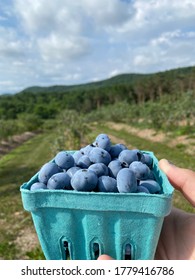 Fresh Handpicked Pint Of Blueberries 