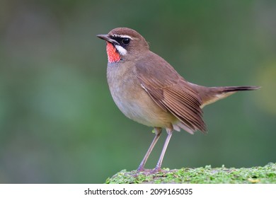 fresh and happy nature, brown bird with red marking on its chin expose over green duck weed and blur background having tail wagging, siberian rubythroat