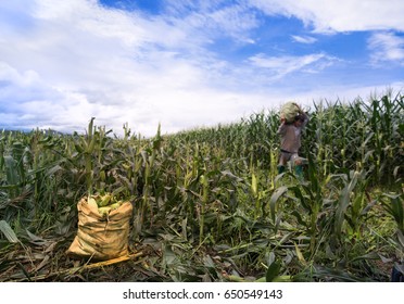 Fresh Harvest Corn On Gunny Sack In Cornfield, Worker Carrying Corn Sacks In Background, Harvest Time Concept