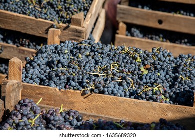 Fresh Harvest Red Winemaking  Grape Bunches In A Wooden Boxes. Winemaking Industry Concept