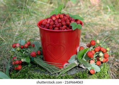 fresh harvest of strawberries, picking wild berries fresh harvest of strawberries, picking wild berries