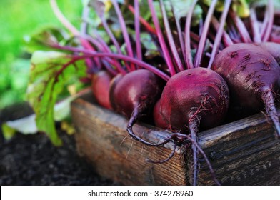 Fresh harvested beetroots in wooden crate, pile of homegrown organic beets with leaves on soil background