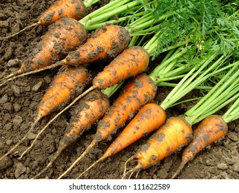 fresh harvested carrots on the ground - Shutterstock ID 111622589