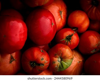 Fresh Harvested Galician Beefsteak Tomatoes in Galicia Spain - Powered by Shutterstock