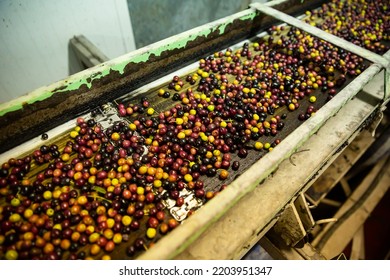 Fresh harvested olives transported on conveyor belt to crushing machine on artisanal factory of olive oil - Powered by Shutterstock