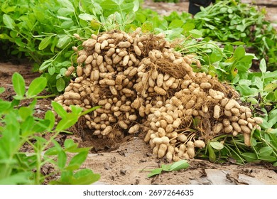 Fresh harvested peanuts with shells and roots still attached, surrounded by green peanut plants in outdoor garden setting, showcasing raw agricultural produce