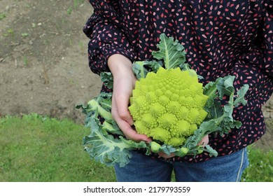 Fresh harvested romanesco cauliflower in a young female hands.