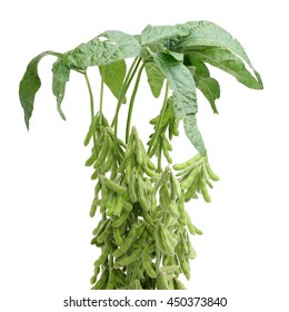 Fresh Harvested Soybean (edamame) Plant Isolated On White Background