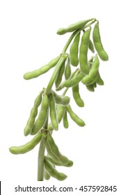 Fresh Harvested Soybean (edamame) Plant Isolated On White Background