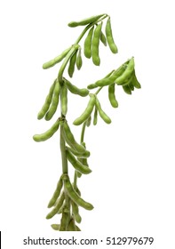 Fresh Harvested Soybean (edamame) Plant Isolated On White Background